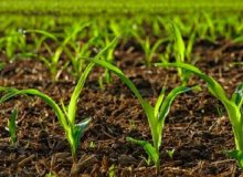 طرح جدید اصلاح الگوی کشت ضمانت قانونی برای اجرا دارد