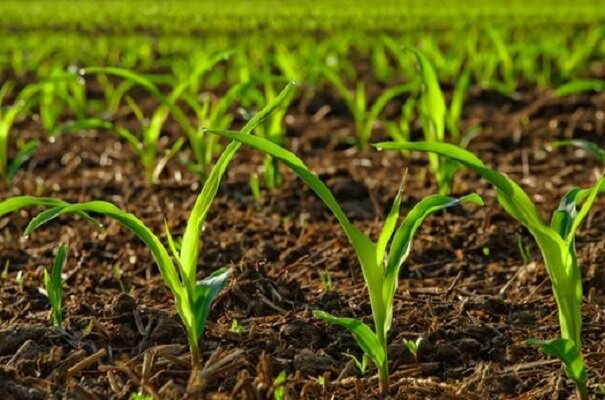 طرح جدید اصلاح الگوی کشت ضمانت قانونی برای اجرا دارد