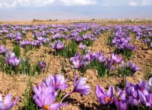 اشتغالزایی کشت زعفران برای ۹هزار نفر در آذربایجان غربی