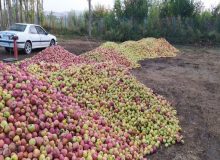 پایه های بذری از چالش های مهم افزایش تولید سیب زیر درختی در آذربایجان غربی