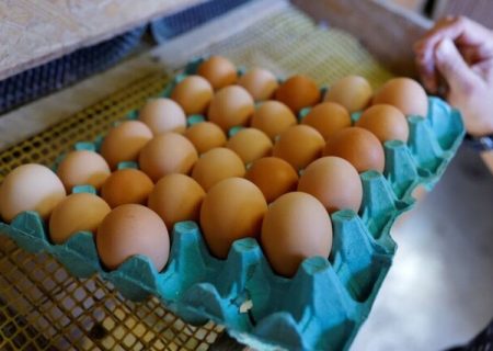 واردات بیش از ۷۰ هزار تن تخم مرغ به آذربایجان غربی