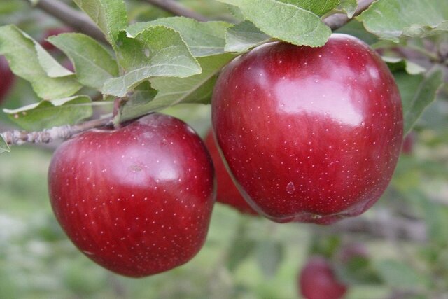 ذخیره ۵۰۰ هزار تن سیب در سردخانه های آذربایجان غربی
