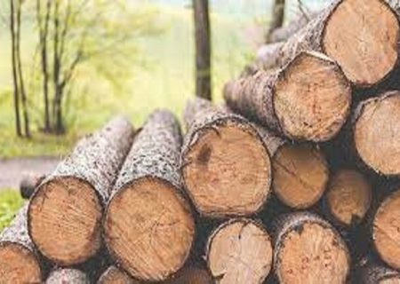 کشف بیش از ۲۳۷ تن چوب قاچاق در آذربایجان غربی