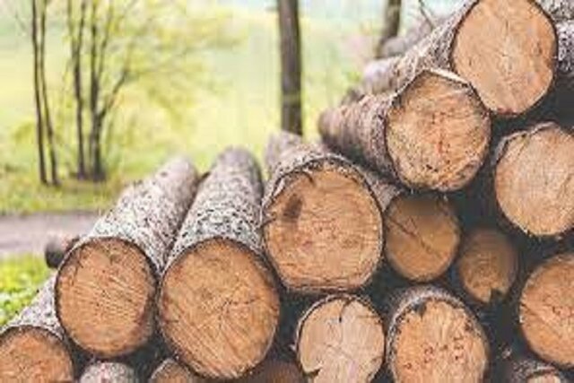 کشف بیش از ۲۳۷ تن چوب قاچاق در آذربایجان غربی