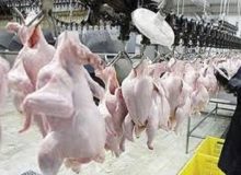 آذربایجان غربی قطب صادرات گوشت مرغ در کشور است