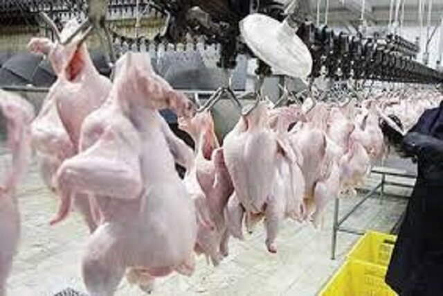 آذربایجان غربی قطب صادرات گوشت مرغ در کشور است