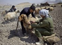 بیش از ۴ میلیون رأس دام در آذربایجان غربی مایه کوبی می شوند