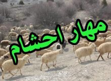 مهار ۲۸۳ راس احشام قاچاق در مرزهای آذربایجان غربی