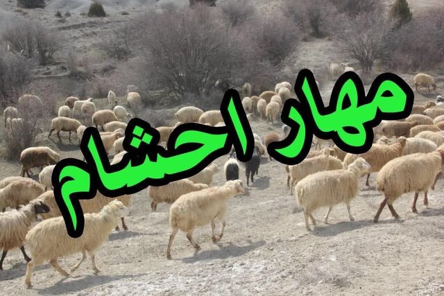 مهار ۲۸۳ راس احشام قاچاق در مرزهای آذربایجان غربی