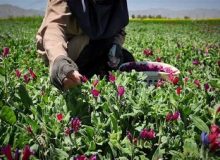شناسایی ۴۷٠ گونه گیاهان دارویی در آذربایجان غربی