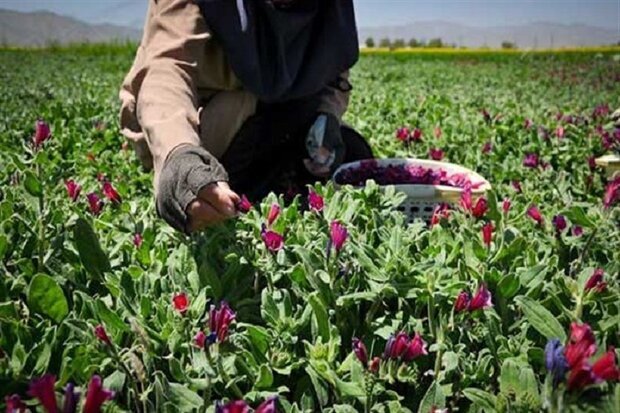 شناسایی ۴۷٠ گونه گیاهان دارویی در آذربایجان غربی