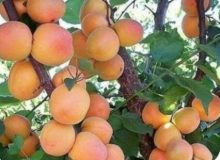 امسال بیش از ۲۹ هزار تُن زردآلو از باغات آذربایجان غربی برداشت می‌شود