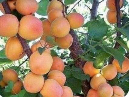 امسال بیش از ۲۹ هزار تُن زردآلو از باغات آذربایجان غربی برداشت می‌شود