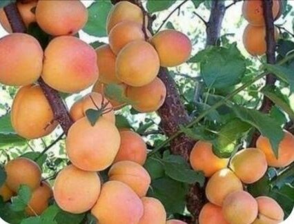 امسال بیش از ۲۹ هزار تُن زردآلو از باغات آذربایجان غربی برداشت می‌شود
