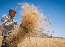 افزایش ۳۰ درصدی خرید تضمینی گندم در آذربایجان غربی