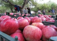بازارهای خارجی برای عرضه محصولات آذربایجان غربی افزایش می‌یابد