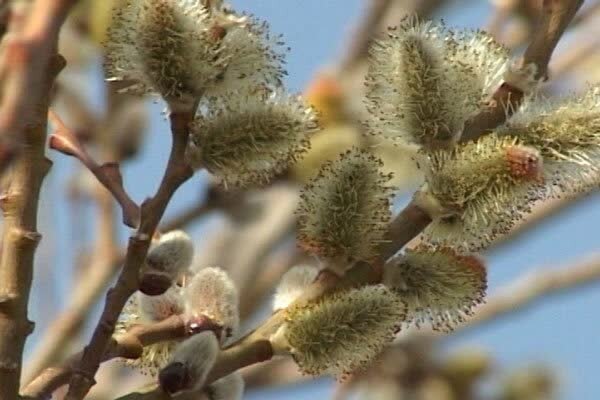 امسال بیش از ۲.۵ میلیون لیتر عرق بیدمشک در آذربایجان غربی تولید می شود