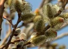 شکوفه های بیدمشک پیام آور بهار در آذربایجان غربی