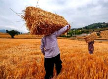 آماده سازی ۱۴ سیلو برای خرید گندم مازاد بر نیاز زارعین در آذربایجان‌غربی