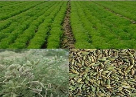 رتبه اول آذربایجان‌غربی در تنوع گونه‌های گیاهان دارویی در سطح کشور