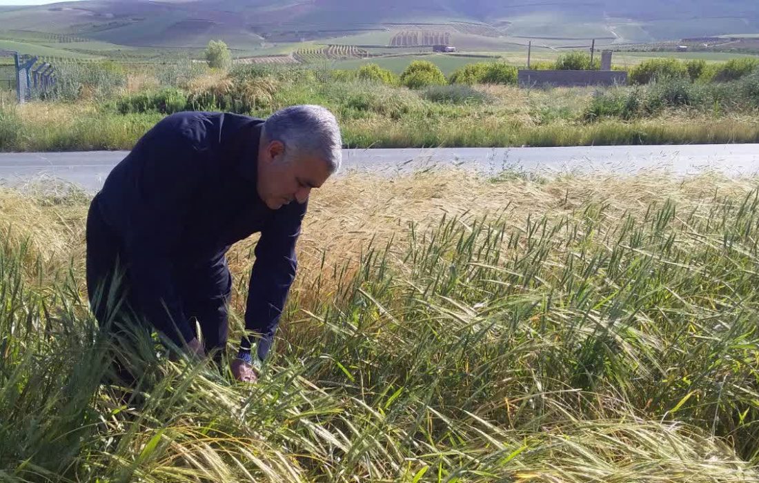 بازدید میدانی رئیس سازمان جهاد کشاورزی آذربایجان‌غربی از مزارع زیر کشت گندم و جو در شهرستان ارومیه