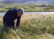 بازدید میدانی رئیس سازمان جهاد کشاورزی آذربایجان‌غربی از مزارع زیر کشت گندم و جو در شهرستان ارومیه