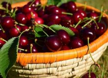 پیش‌بینی برداشت ۲ هزار تُن گیلاس و آلبالو از مهاباد