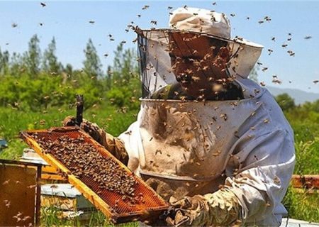 اشتغال ۱۵۰۰ نفر در صنعت زنبورداری ارومیه