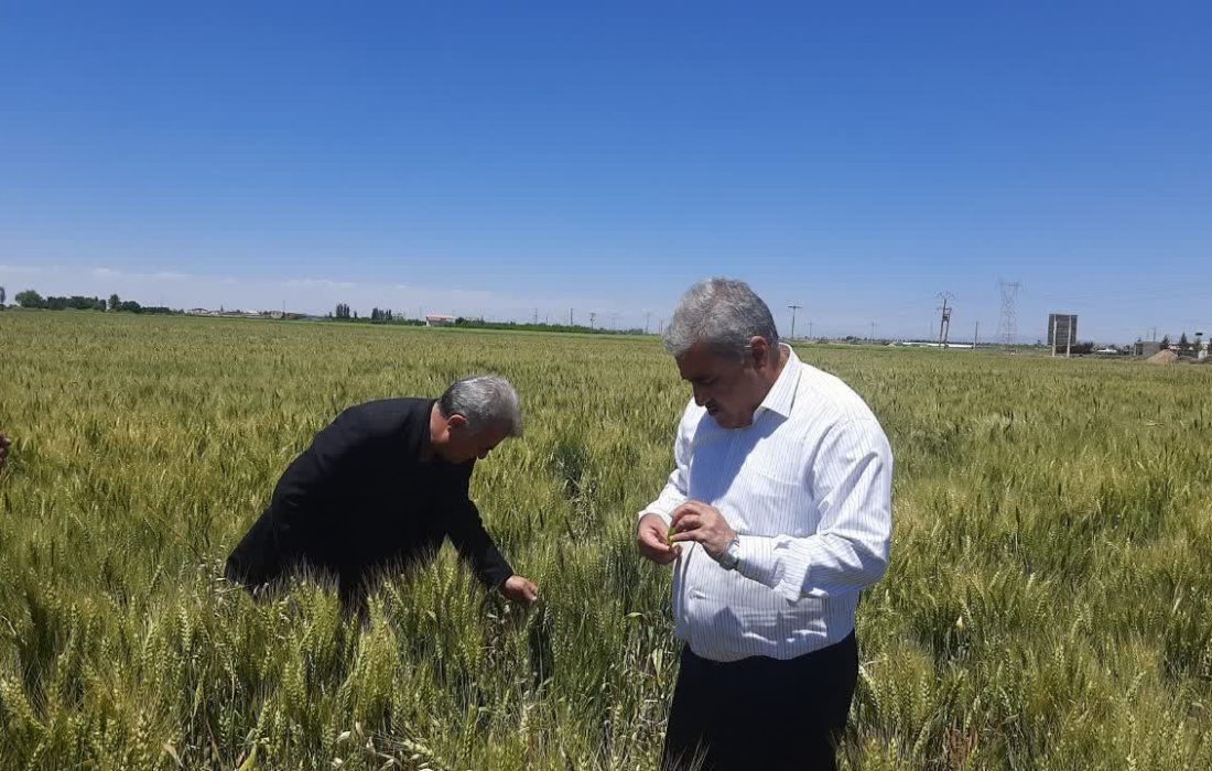 بازدید رئیس سازمان جهاد کشاورزی آذربایجانغربی از مزارع گندم شهرستان میاندوآب