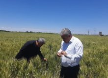 بازدید رئیس سازمان جهاد کشاورزی آذربایجانغربی از مزارع گندم شهرستان میاندوآب