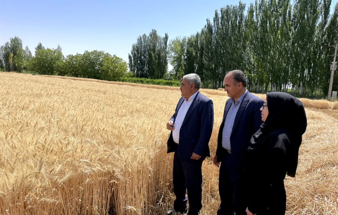 آغاز برداشت خوشه های طلایی گندم از مزارع آذربایجان غربی / پیش بینی تولید بیش از یک میلیون تن محصول در استان