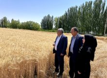 آغاز برداشت خوشه های طلایی گندم از مزارع آذربایجان غربی / پیش بینی تولید بیش از یک میلیون تن محصول در استان