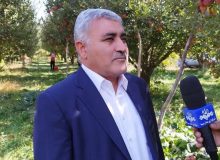 اشتغال بیش از ۶۵ هزار بهره بردار در باغات سیب آذربایجان غربی / پیش بینی برداشت ۱.۲ میلیون تن سیب از باغات استان