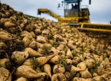 خرید تضمینی بیش از ۱.۲ میلیون تن چغندرقند از زارعین آذربایجان‌غربی