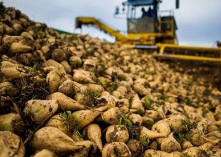 خرید تضمینی بیش از ۱.۲ میلیون تن چغندرقند از زارعین آذربایجان‌غربی