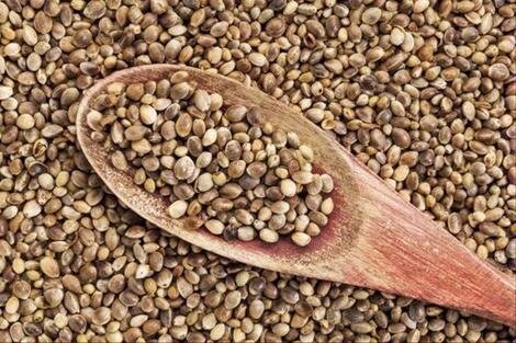 ضبط 50 تن دانه خام گیاه شاهدانه