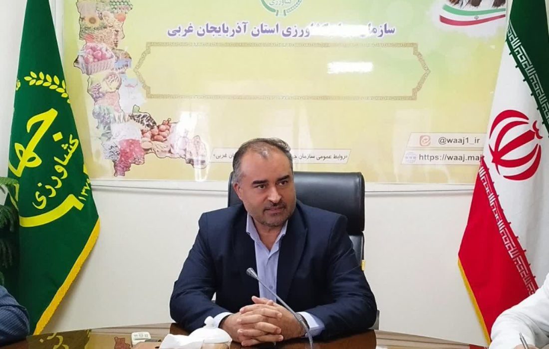 آغاز برداشت گوجه فرنگی از مزارع آذربایجان غربی