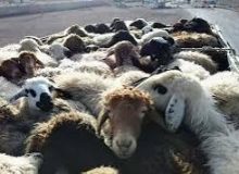 قاچاقچی دام زنده علاوه بر ضبط دام قاچاق به پرداخت یک میلیارد و 522 میلیون ریال جزای نقدی محکوم شد.