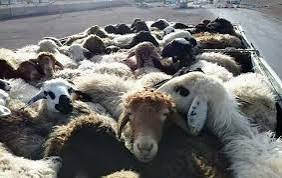 قاچاقچی دام زنده علاوه بر ضبط دام قاچاق به پرداخت یک میلیارد و 522 میلیون ریال جزای نقدی محکوم شد.
