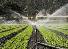 اجرای آبیاری نوین در بیش از ۸۰ درصد مزارع سیب‌زمینی آذربایجان‌غربی / پیش‌بینی برداشت ۶۰ هزار تن محصول