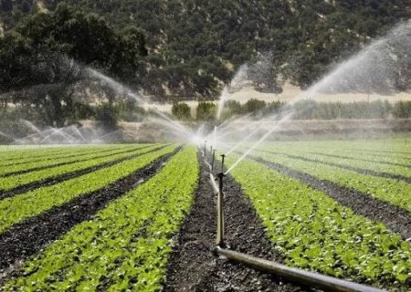 اجرای آبیاری نوین در بیش از ۸۰ درصد مزارع سیب‌زمینی آذربایجان‌غربی / پیش‌بینی برداشت ۶۰ هزار تن محصول